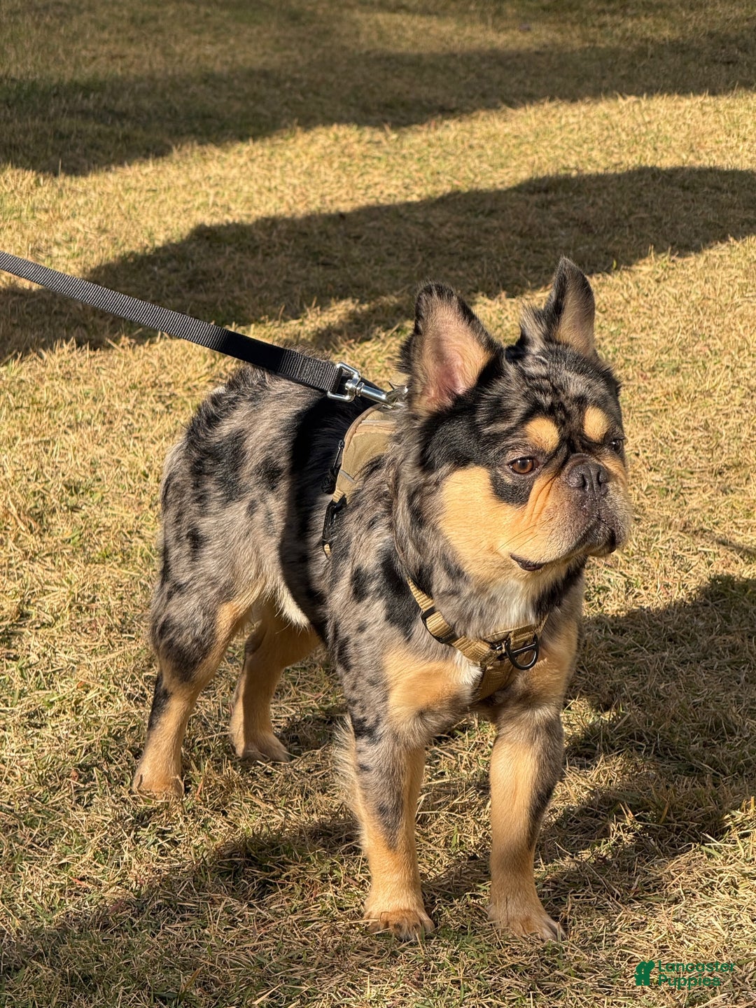 French Bulldog dogs for stud: Theo the Fluffy Frenchie Stud - Ad 4