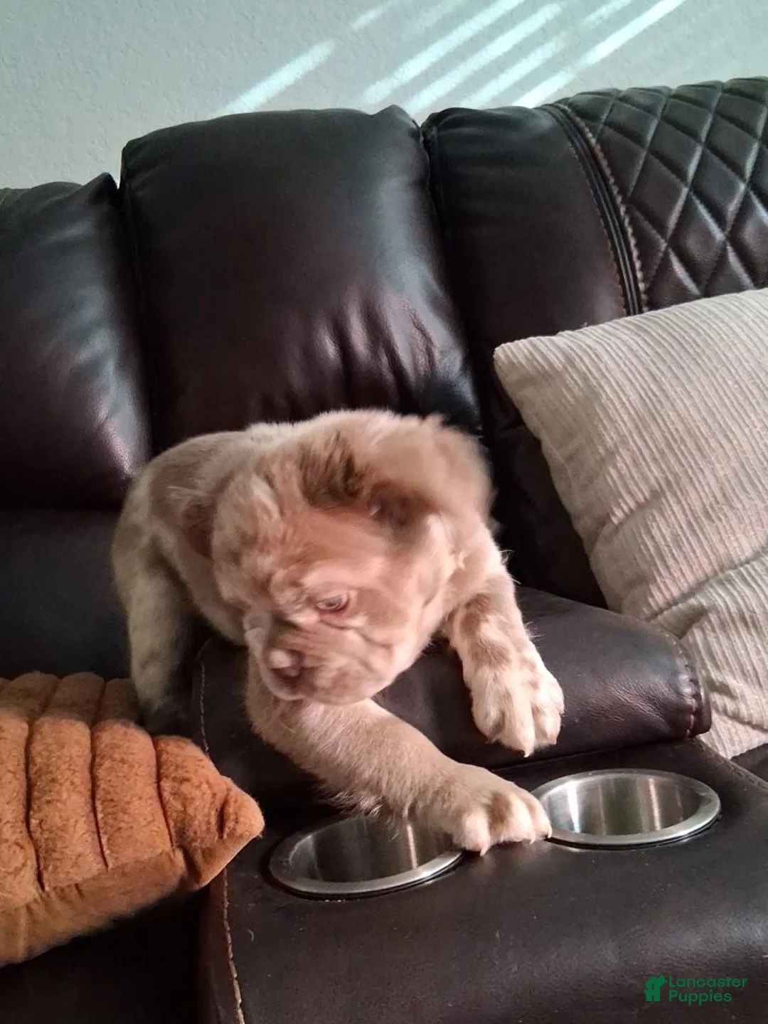 French Bulldog dogs for sale: Fluffy - Ad 2