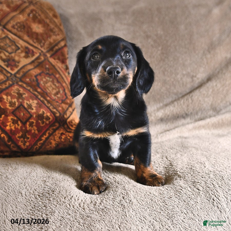 Miniature Dachshund dogs Dallas - Ad 1