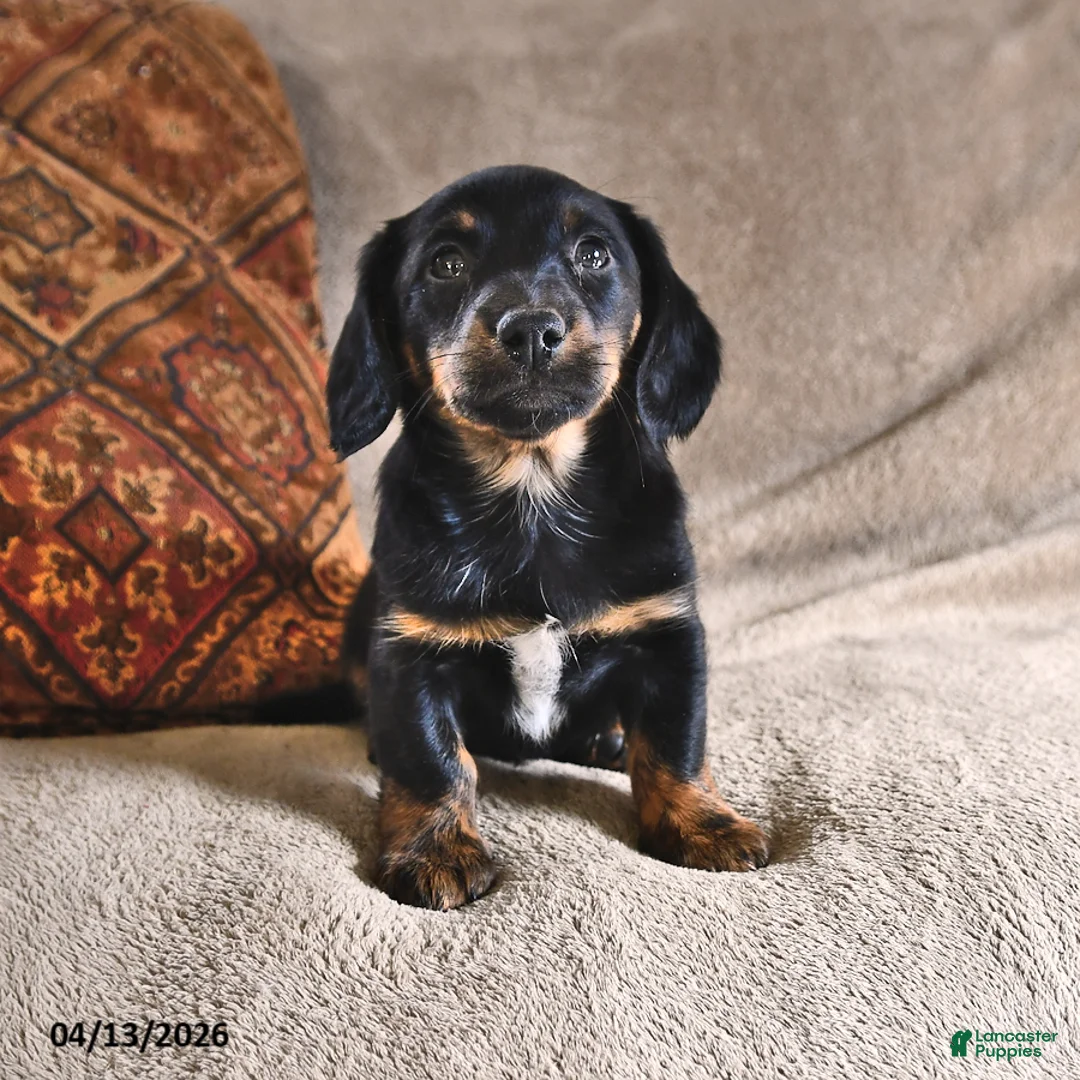 Miniature Dachshund dogs for sale: Dallas - Ad 1