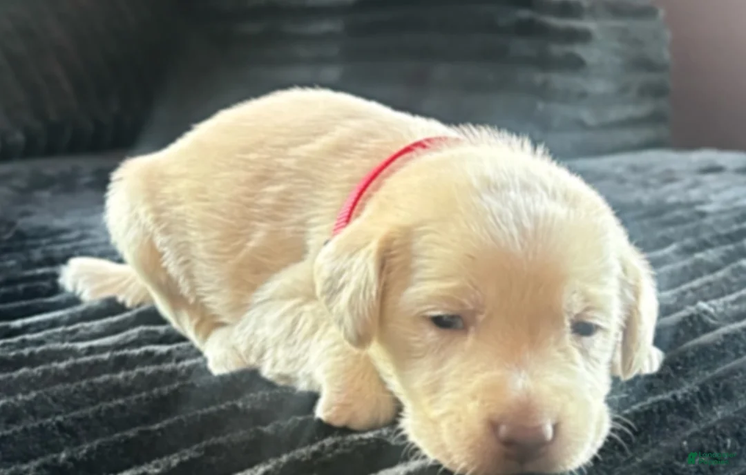 Labrador Retriever dogs for sale: Labrador Retriever Puppy 1 - Ad 4