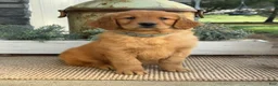 Golden Retriever dogs for sale: Wilma - Ad 3