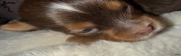 Yorkshire Terrier dogs for sale: Mars - Ad 6