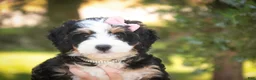 Mini Bernedoodle dogs for sale: Mercedes Mini Bernedoodle  - Ad 1