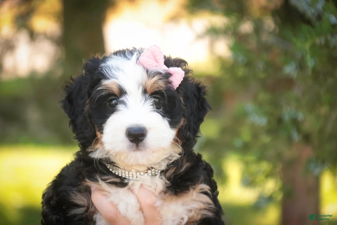 Mini Bernedoodle dogs for sale: Mercedes Mini Bernedoodle  - Ad 1