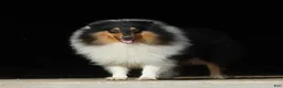 Collie dogs for sale: Saloma - Ad 7