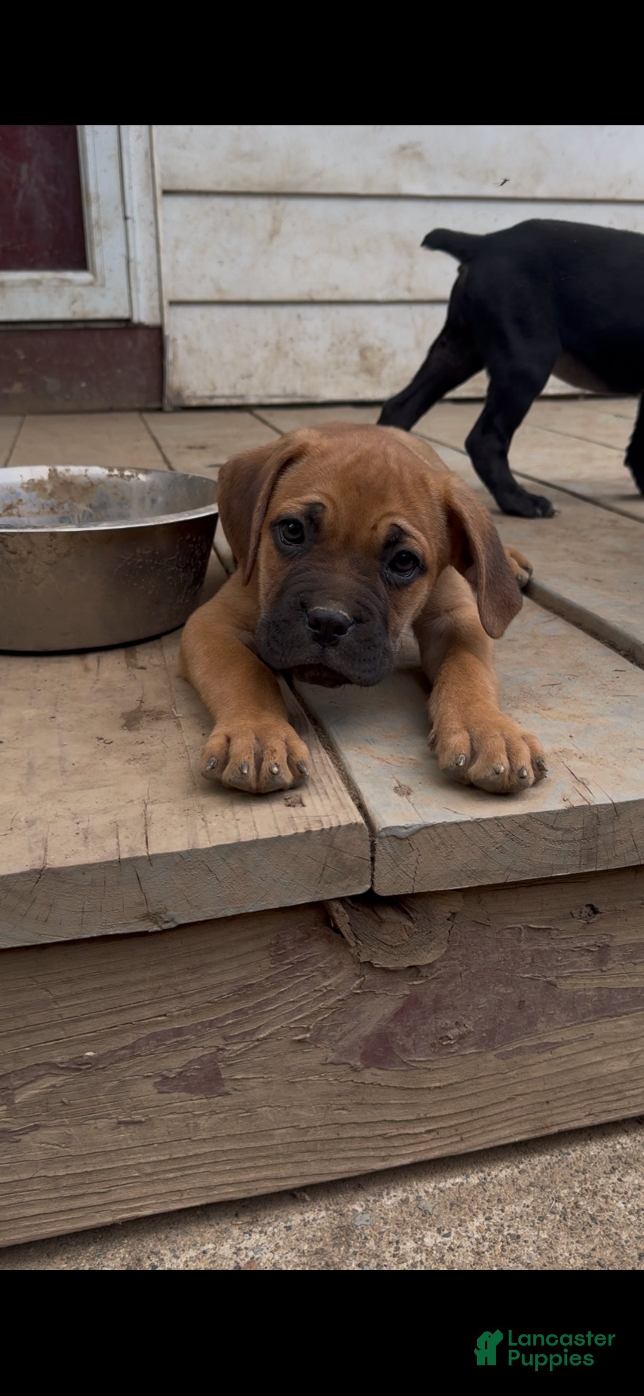 Cane Corso dogs Rocky - Ad 1