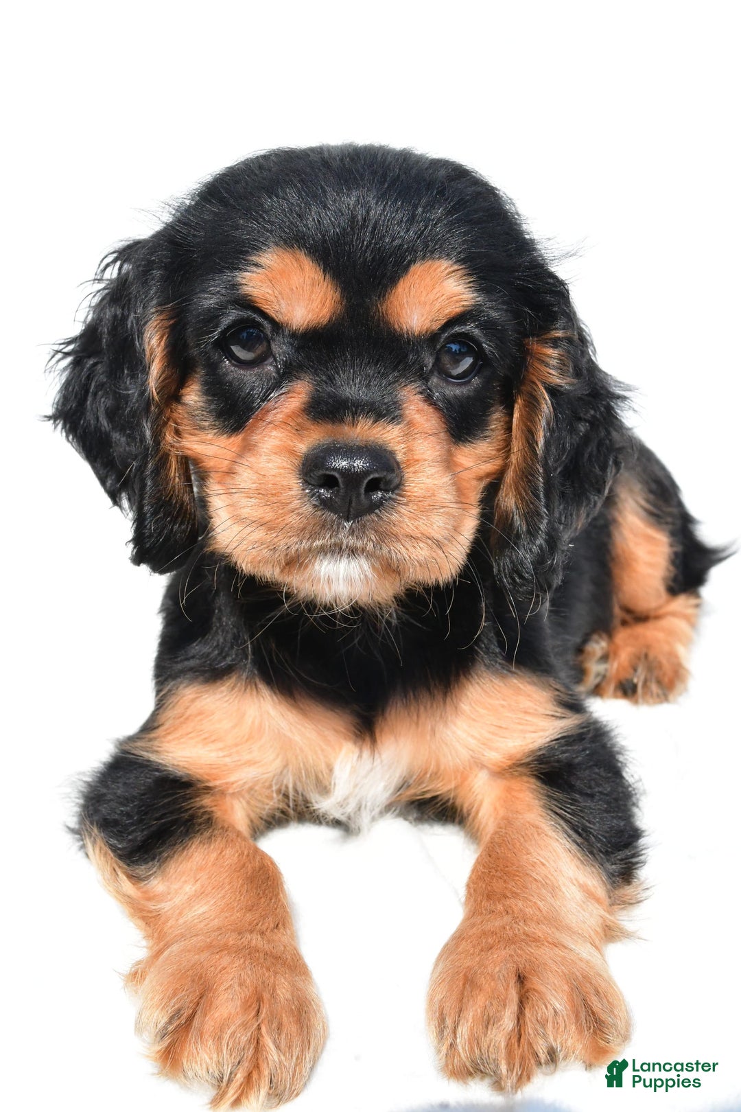 Cockalier dogs for sale: Vail - Ad 6