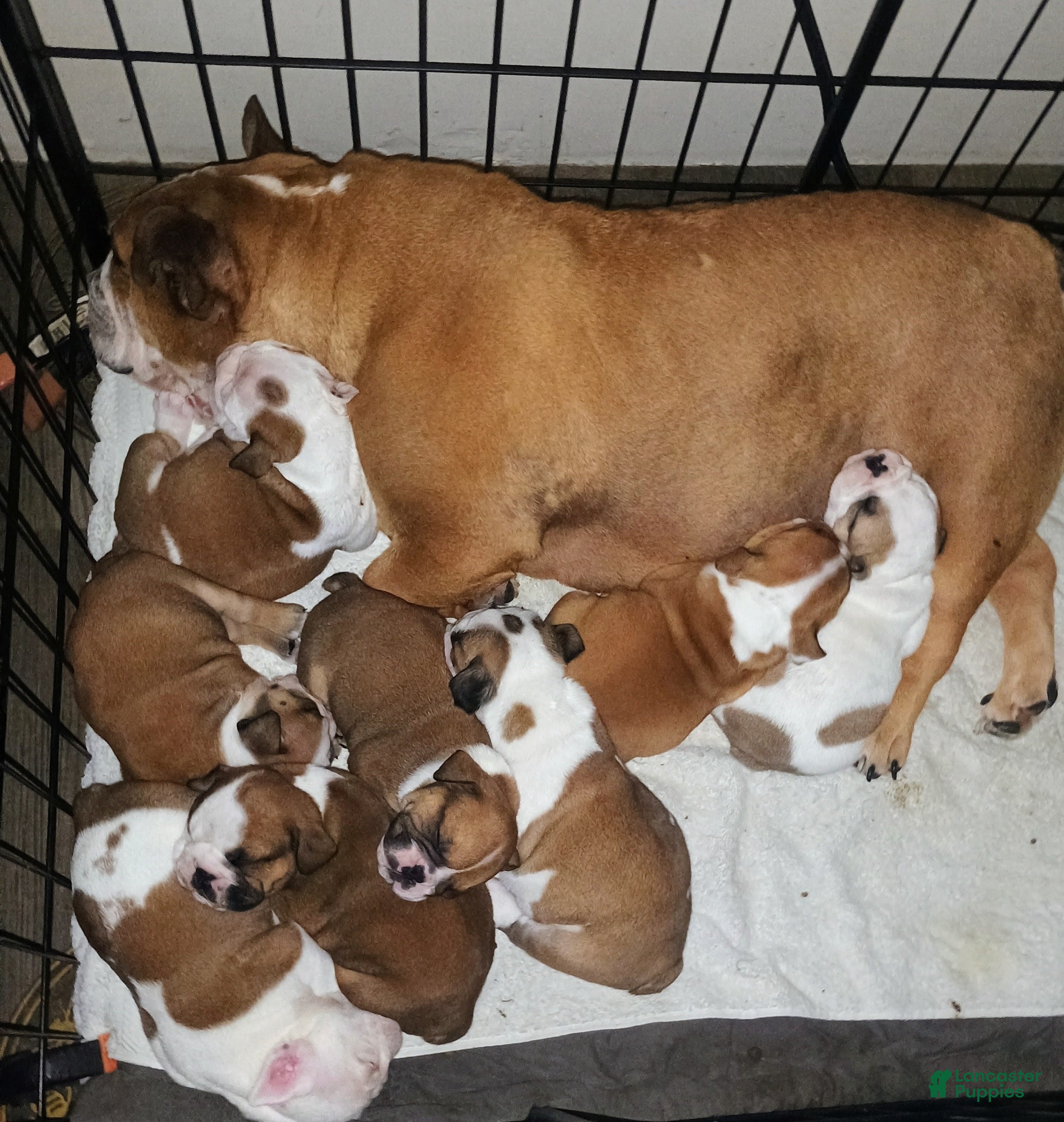 English Bulldog dogs English Bulldog Puppy 1 - Ad 1