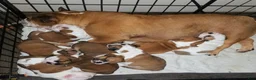 English Bulldog dogs for sale: English Bulldog Puppy 1 - Ad 3