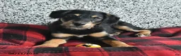 Pomsky dogs for sale: Bella - Ad 1