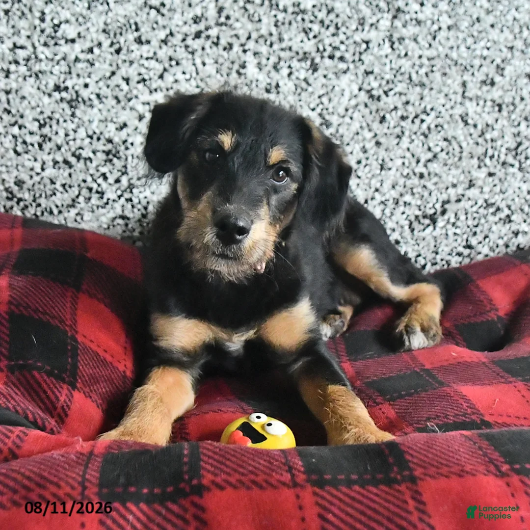 Pomsky dogs for sale: Bella - Ad 1