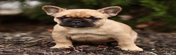 French Bulldog dogs for sale: Raine  - Ad 1