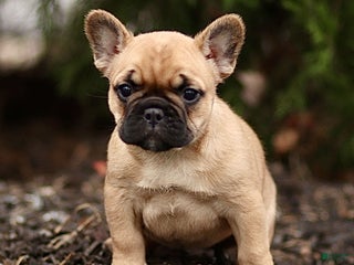 French Bulldog dogs Raine - Ad 28