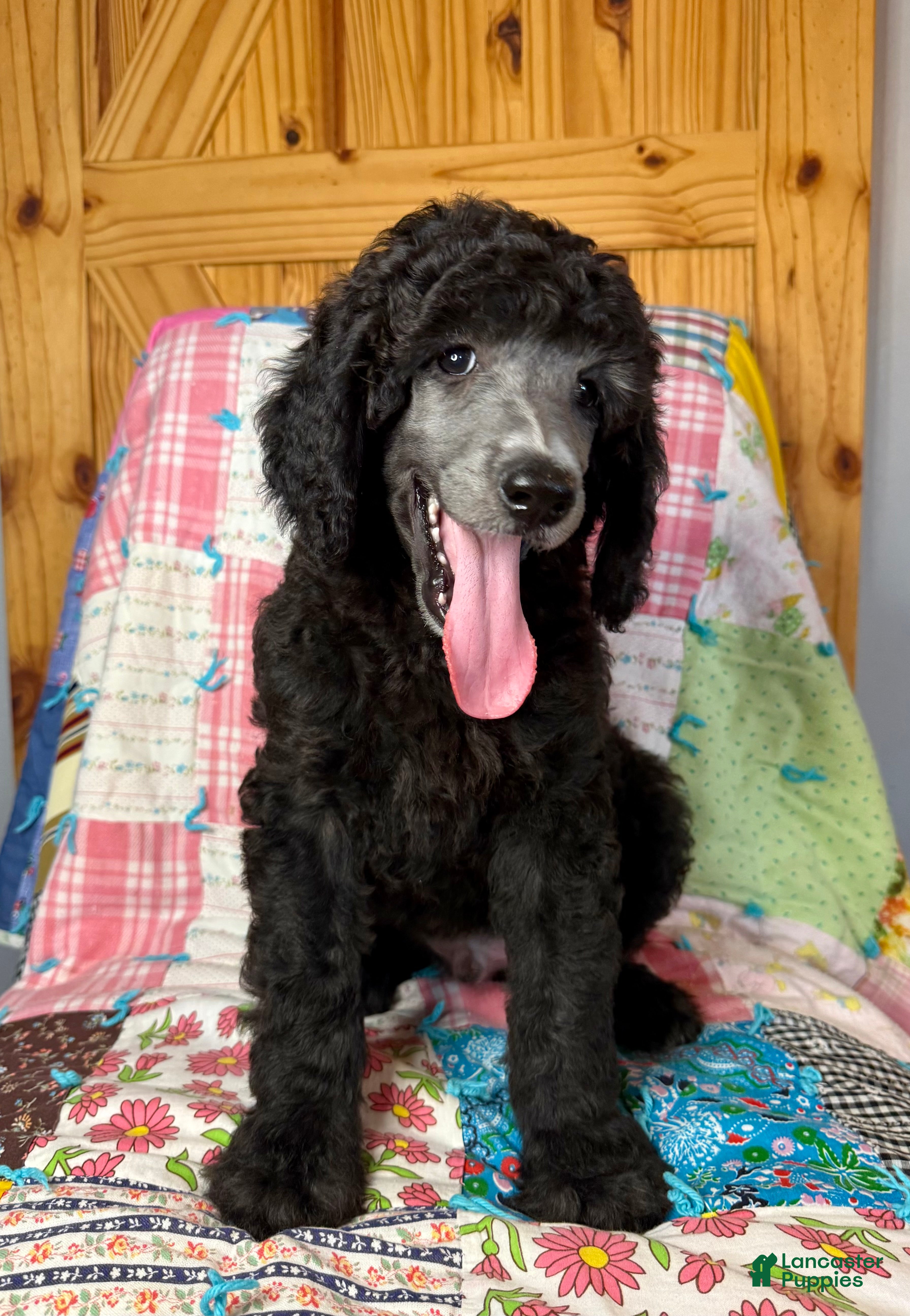 Standard Poodle dogs Armani - Ad 2