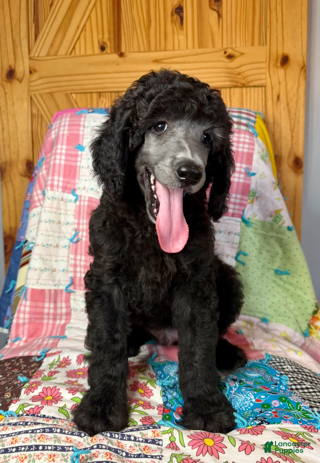 Standard Poodle dogs for sale: Armani - Ad 2