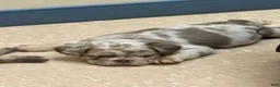 French Bulldog dogs for sale: Stormi  - Ad 5