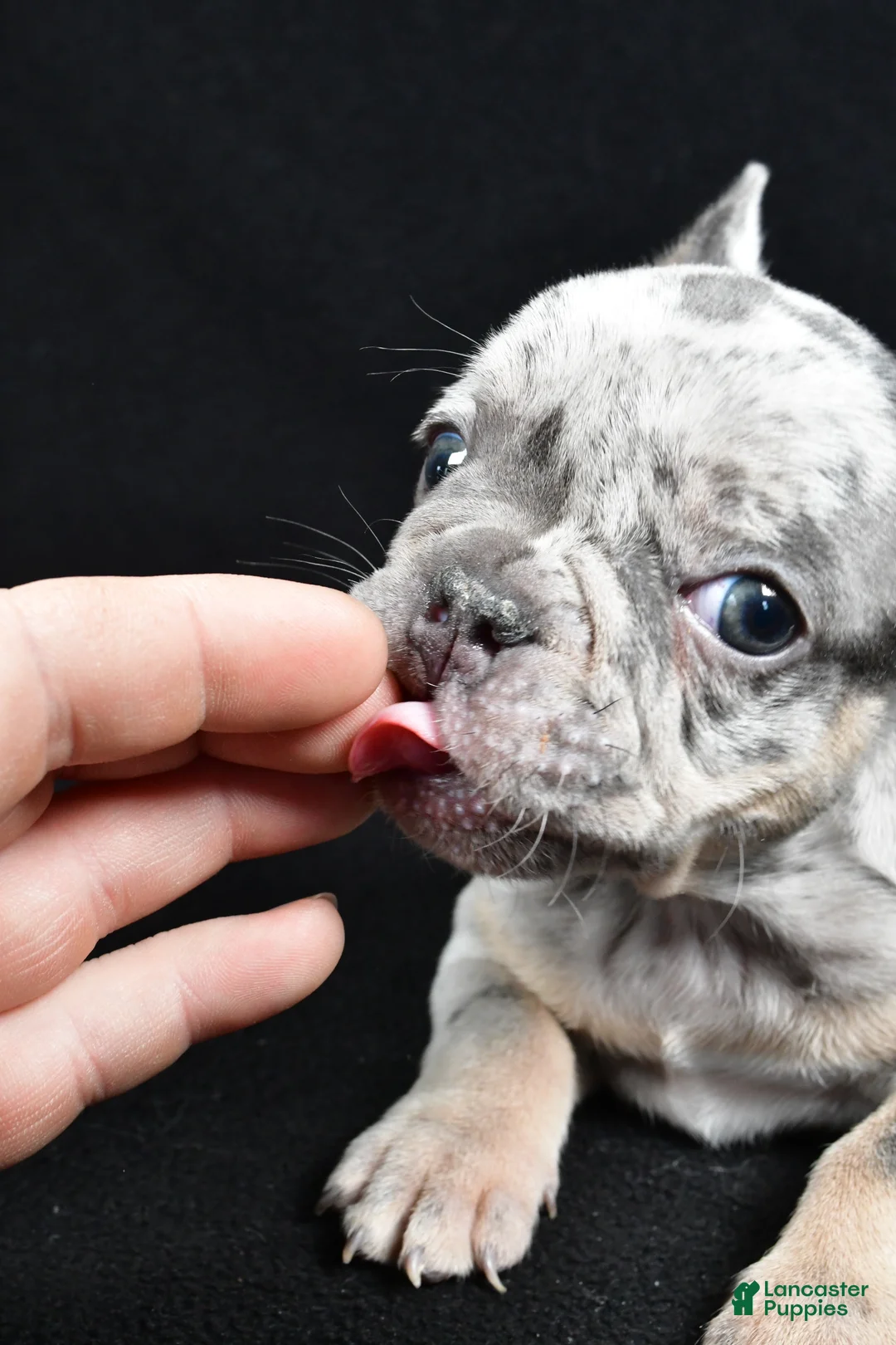 French Bulldog dogs for sale: Brooklyn - Ad 5