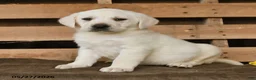 Labrador Retriever dogs for sale: Gulliver - Ad 3