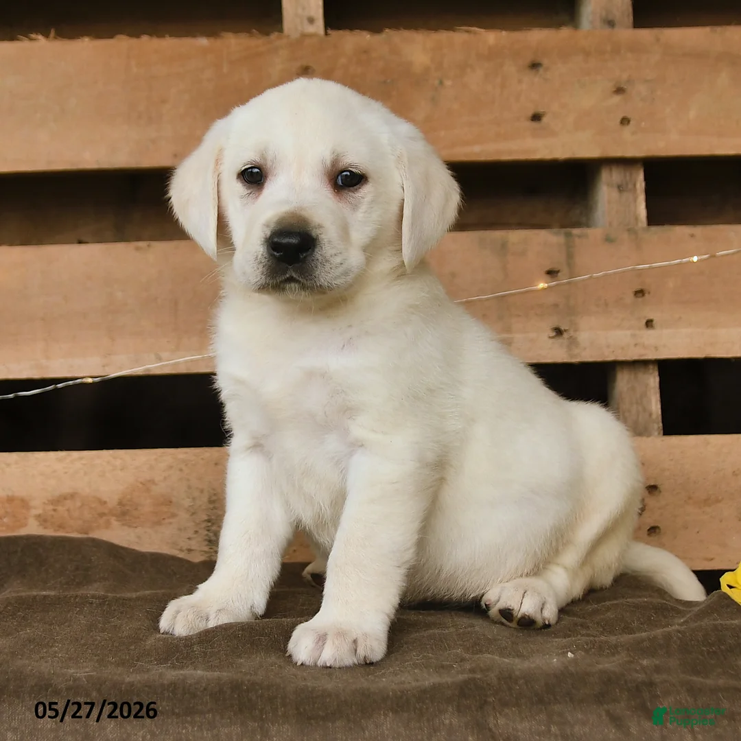 Labrador Retriever dogs for sale: Gulliver - Ad 3