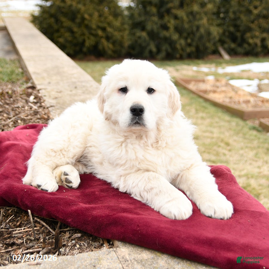 Golden Retriever dogs Skipper - Ad 2