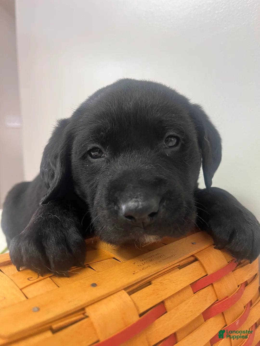 Labrador Retriever dogs for sale: Ace - Ad 3