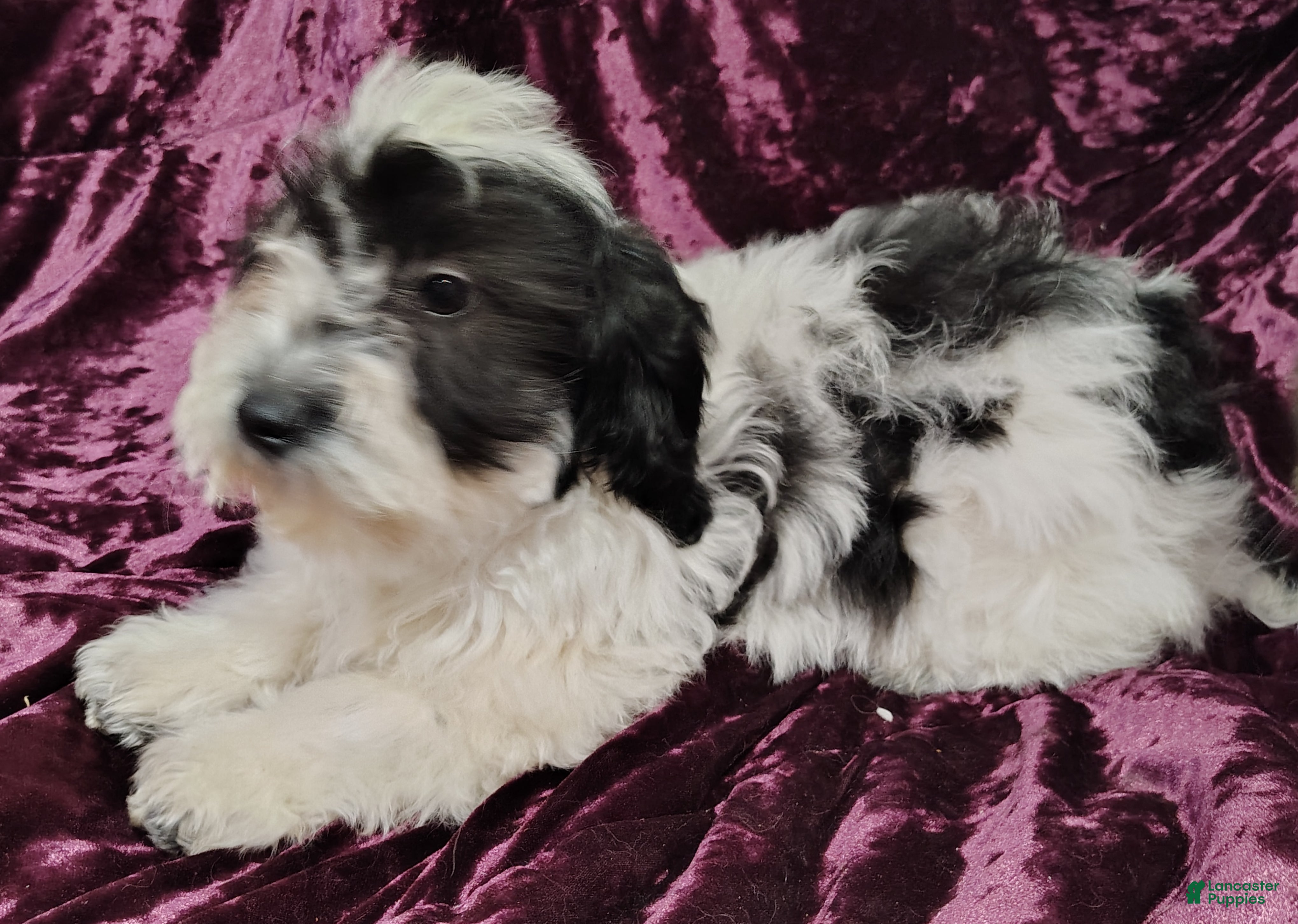 Yorkiepoo dogs for sale: Yorkiepoo Puppy 3 - Ad 3