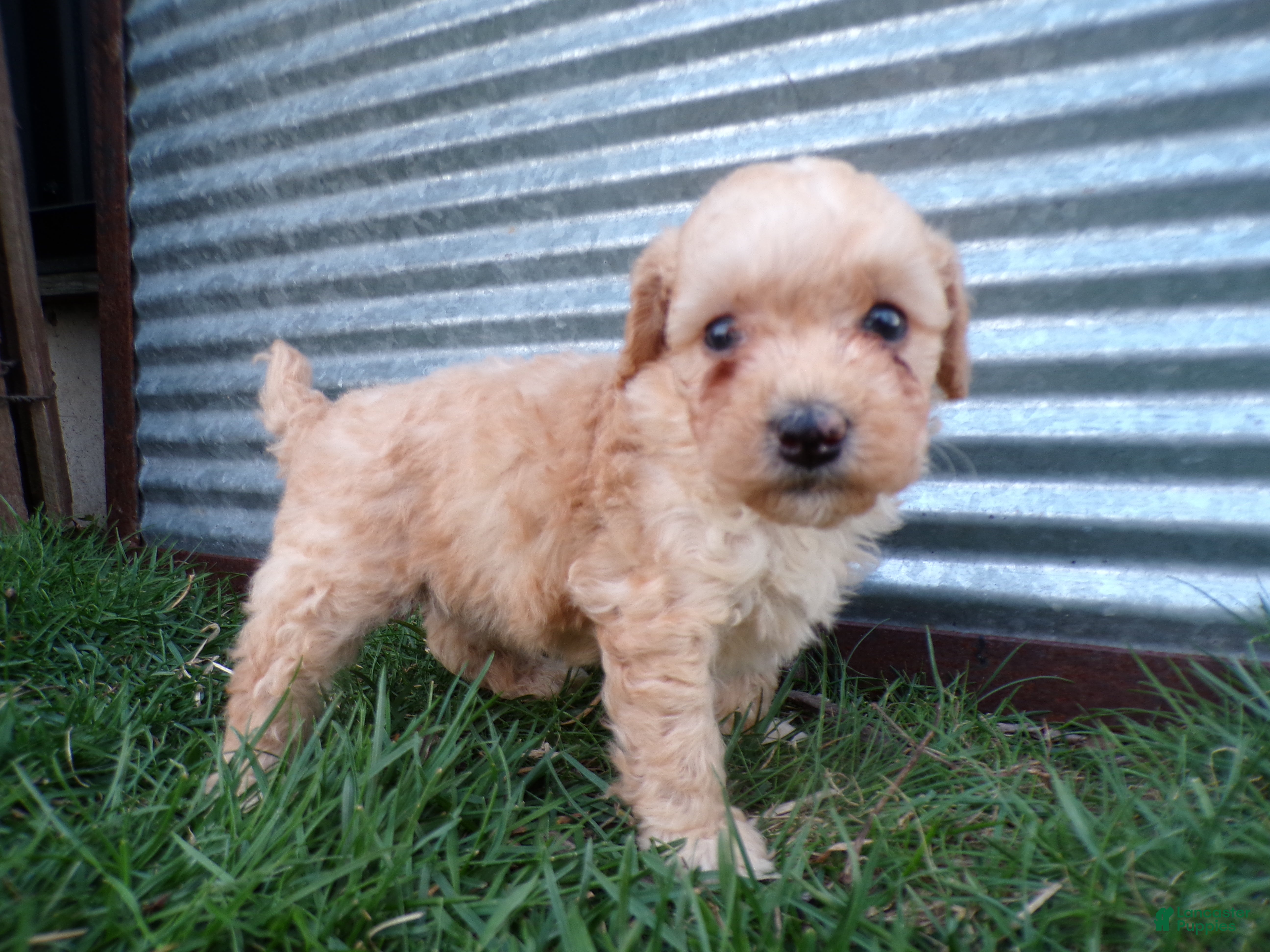 Toy Poodle dogs Roxy - Ad 1