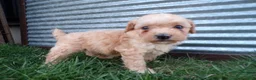 Toy Poodle dogs for sale: Roxy - Ad 1