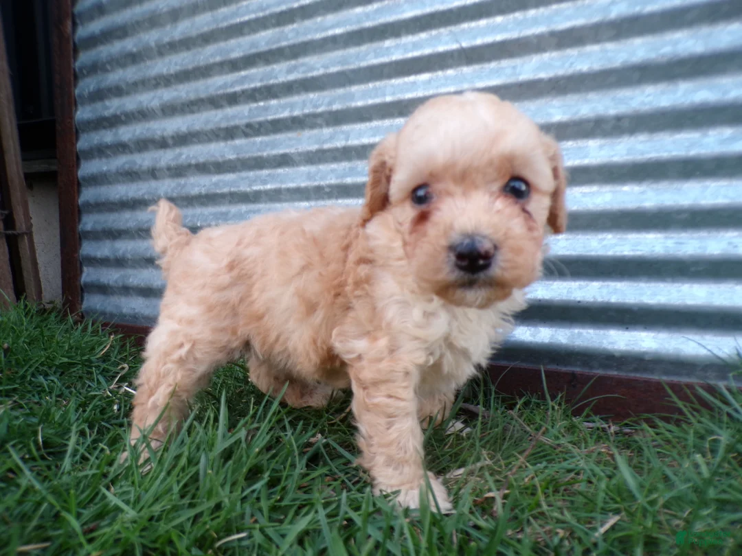 Toy Poodle dogs for sale: Roxy - Ad 1