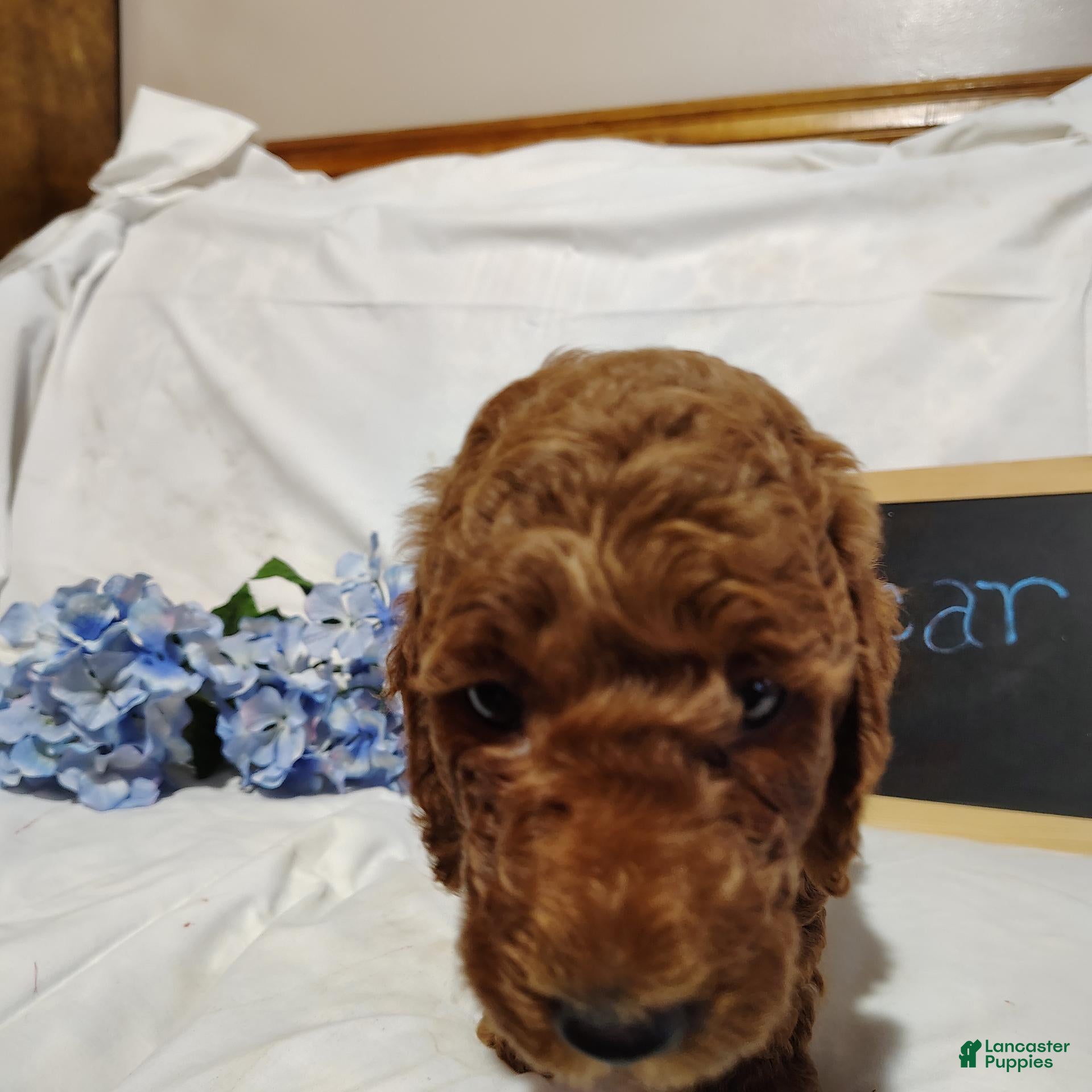 Mini Goldendoodle dogs Bonnie - Ad 2