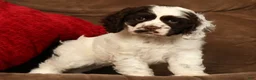 Cocker Spaniel dogs for sale: Lily - Ad 3