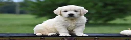 Golden Retriever dogs for sale: Destiny - Ad 4