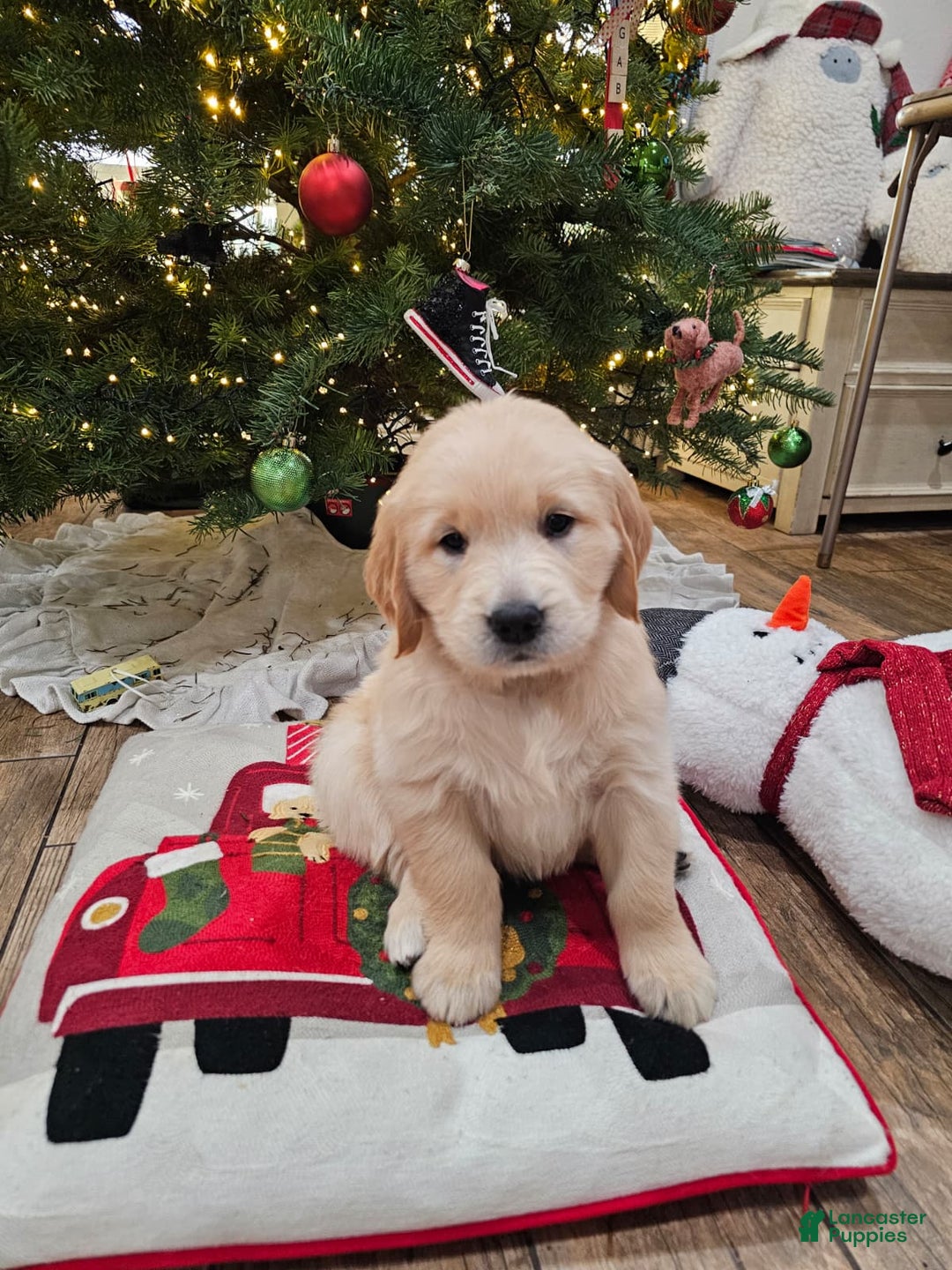 Golden Retriever dogs for sale: Golden Retriever Puppy 6 - Ad 15
