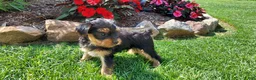 Yorkshire Terrier dogs for sale: Carson - Ad 3