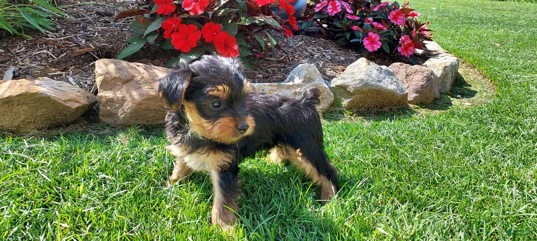 Yorkshire Terrier dogs for sale: Carson - Ad 3