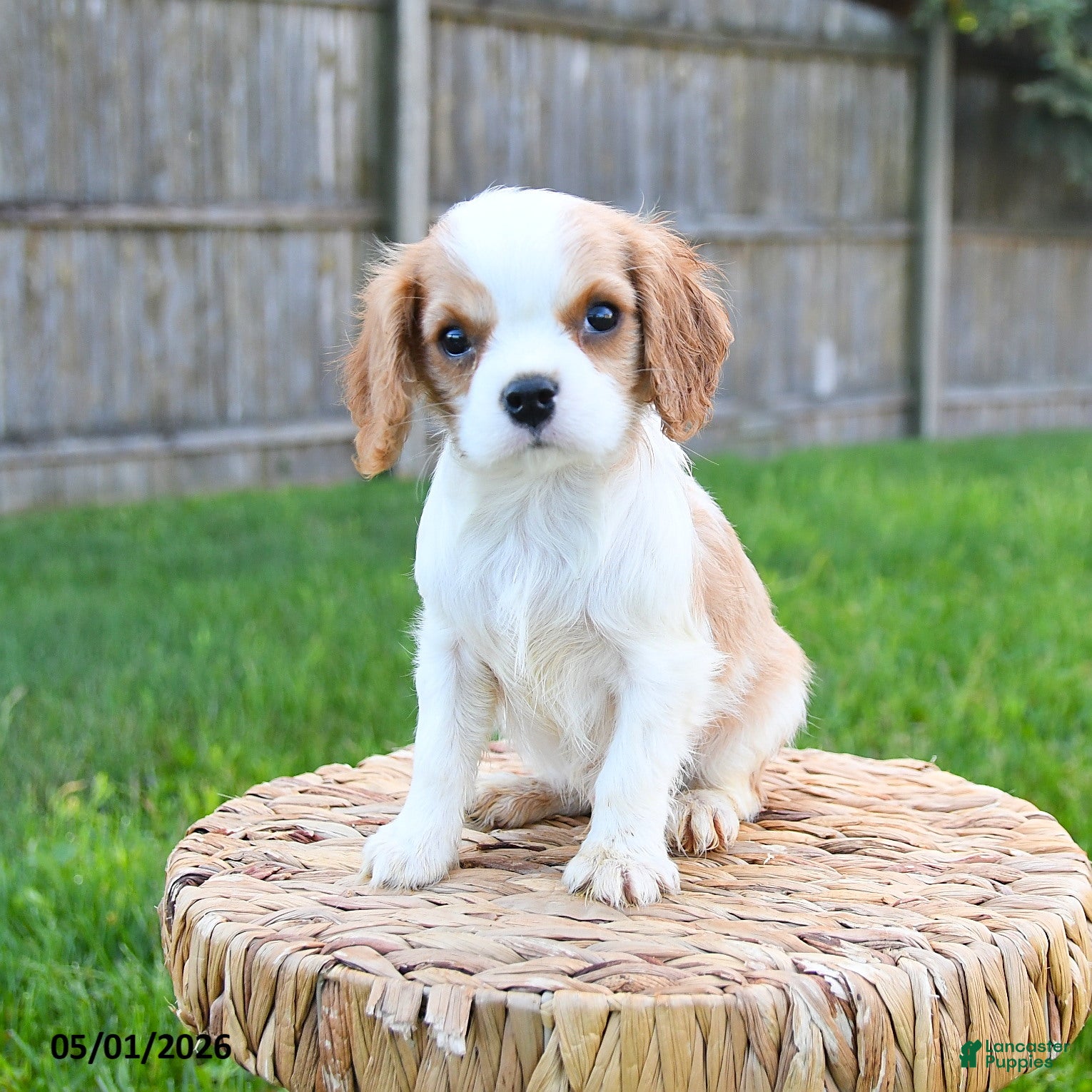 Cavalier King Charles Spaniel dogs Alex - Ad 2