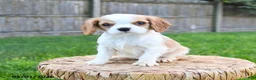 Cavalier King Charles Spaniel dogs for sale: Alex - Ad 2