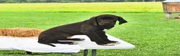 Great Dane dogs for sale: Lola - Ad 4