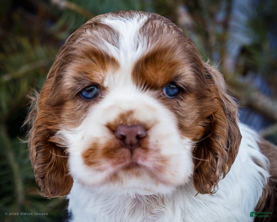 Cocker Spaniel dogs for sale: Cooper - Ad 2
