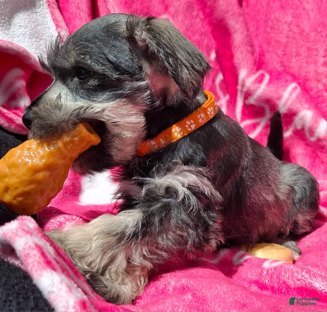Miniature Schnauzer dogs for sale: Mr. FLUSTER - Ad 1