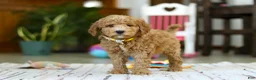 Mini Goldendoodle dogs for sale: Sam - Ad 3