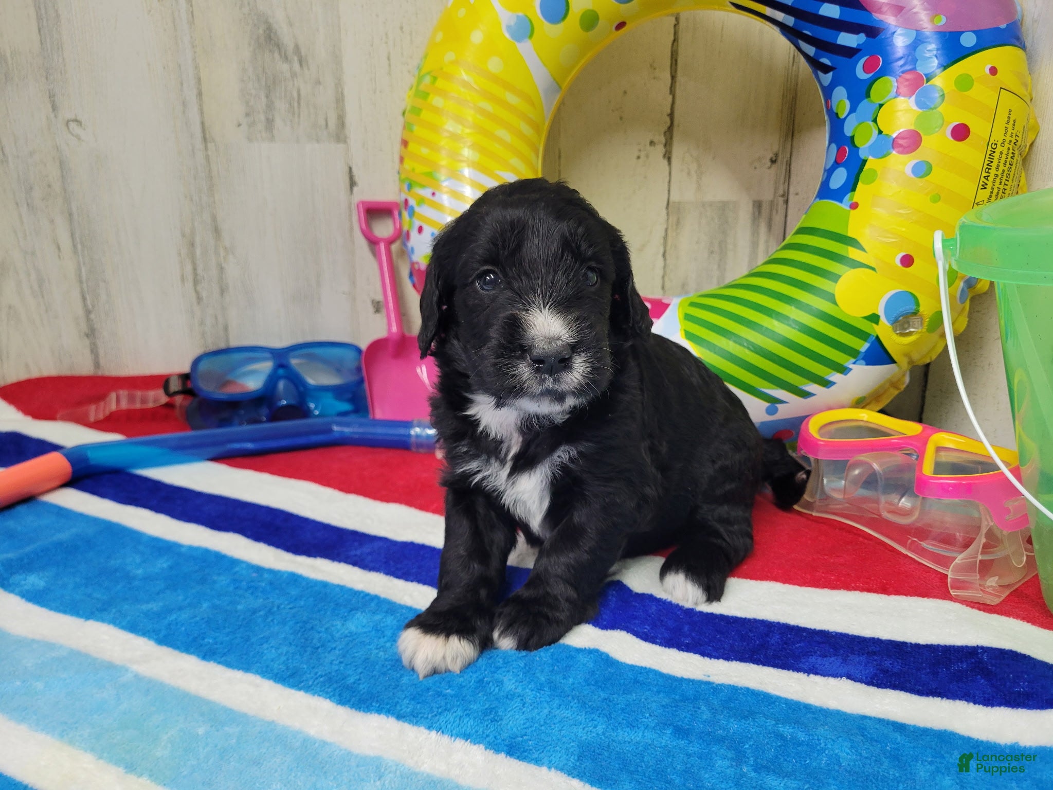 Goldendoodle dogs F1 Dot - Ad 39