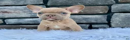 French Bulldog dogs for sale: Duke - Ad 3