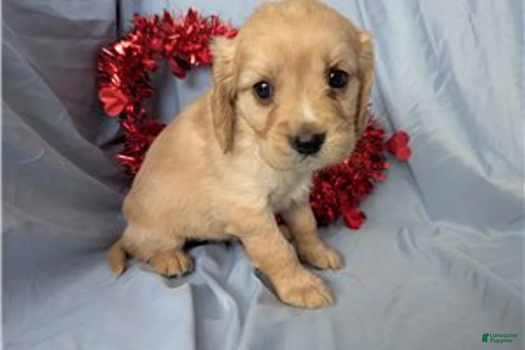 Mixed Breed dogs for sale: Bailey - Ad 4