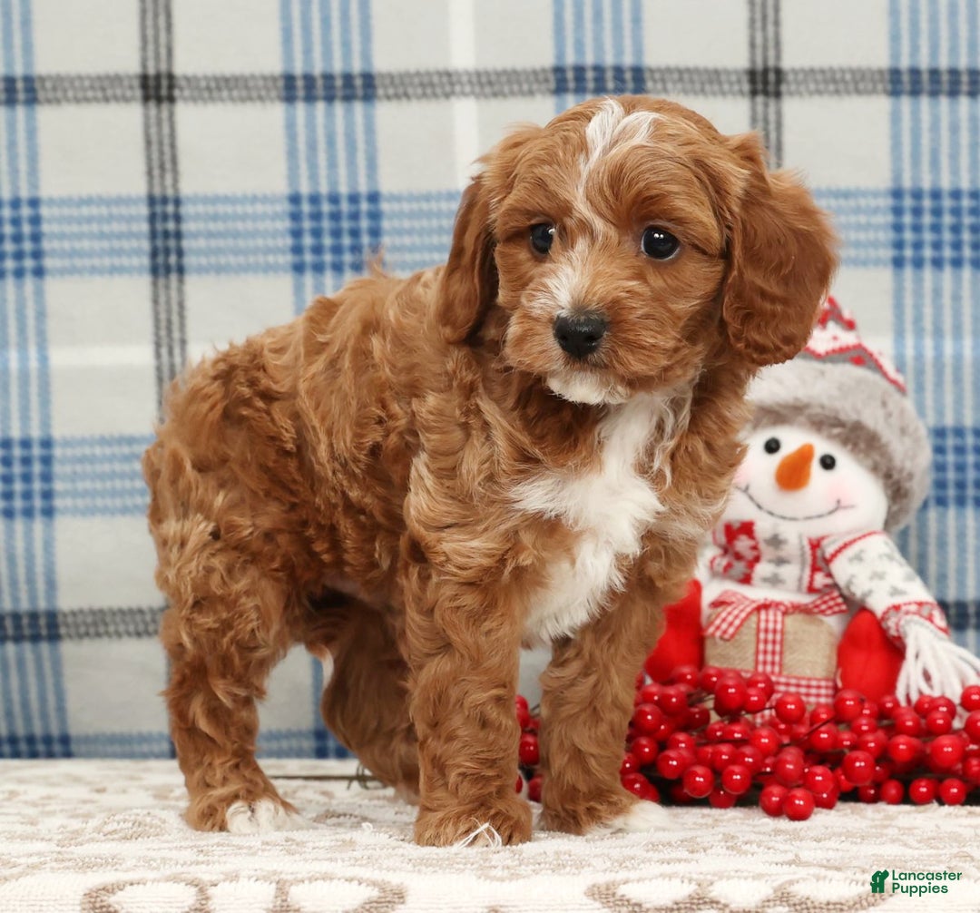 Cavapoo dogs for sale: Jimmy - Ad 4