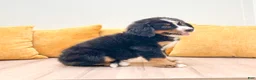 Bernese Mountain Dog dogs for sale: Katy - Ad 3