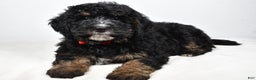 Mini Bernedoodle dogs for sale: Colby - Ad 2