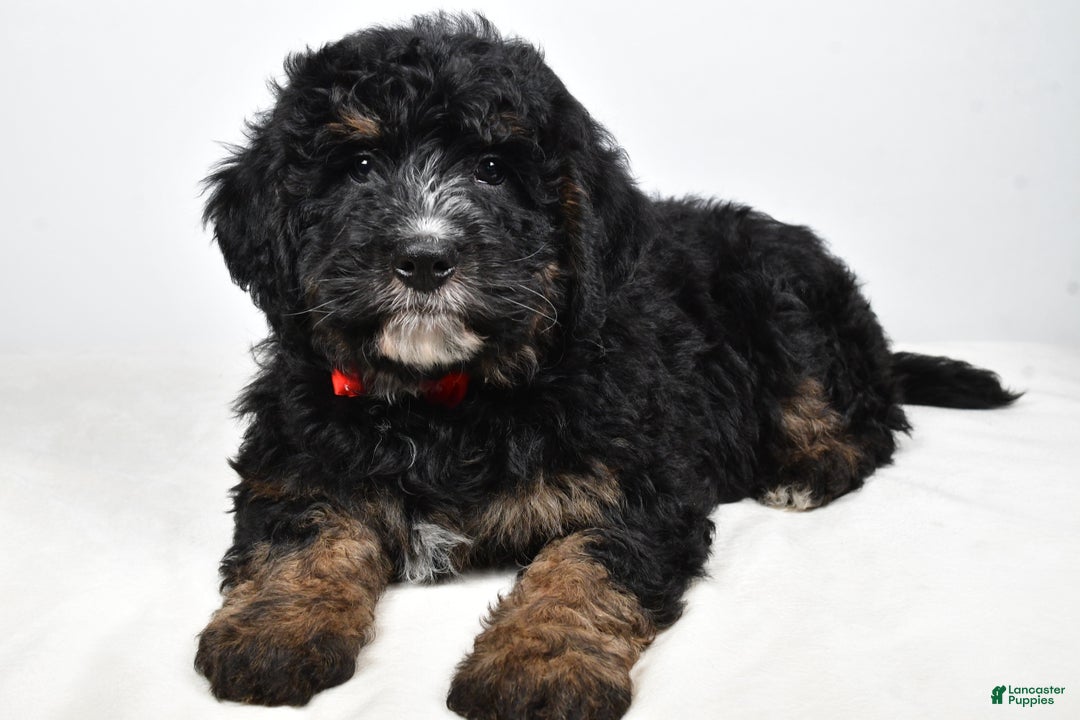Mini Bernedoodle dogs for sale: Colby - Ad 2