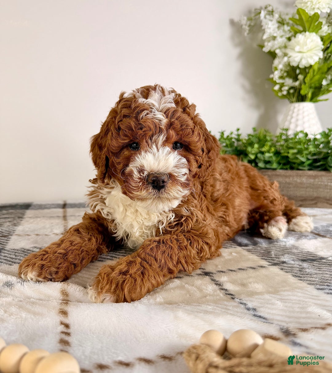 Goldendoodle dogs for sale: Scottie - Ad 4